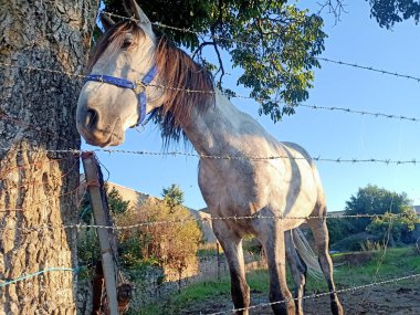 İspanya 'da Salamanca Çiftliğinde Zarif Beyaz At