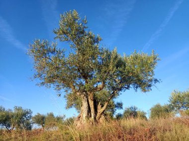 Salamanca 'da Mavi Gök Altında Görkemli Yeşil Ağaç