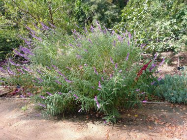 Salvia leucantha Çiçekçilik yaparken bir gösteri