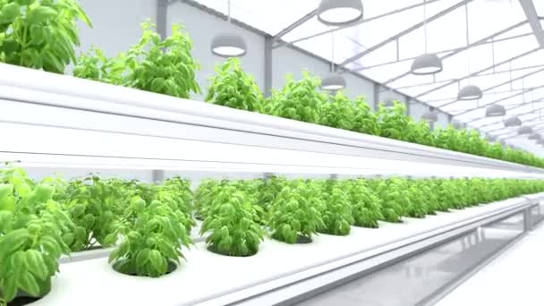 有機栽培の棚に沿って移動し スマート農業の概念 — ストック動画