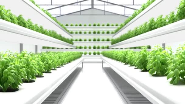 Vídeo Conceitual Agricultura Inteligente Prateleiras Com Plantas Verdes — Vídeo de Stock