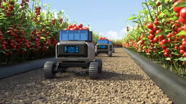 Smarta Robotmaskiner Skörda Tomater Gård Automatisering Teknik — Stockvideo