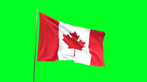 Флаг Канады Зеленом Фоне Видео Петлей Флага — стоковое видео