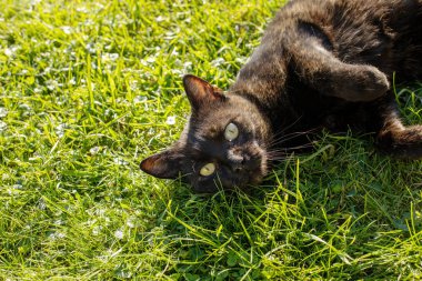 Kedi sırtüstü uzanıyor. Güneşli bir sonbahar günü. Yüksek kalite fotoğraf