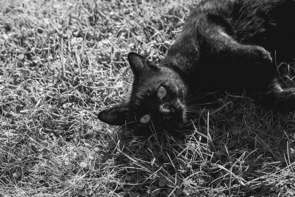 Кіт Розслабляється Спині Гранатовому Газоні Чорно Біла Фотографія Сонячний Осінній — стокове фото