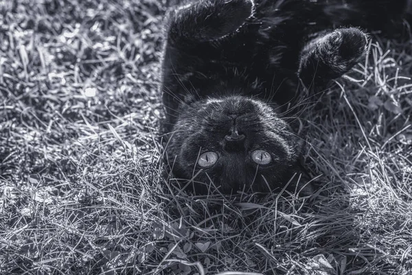 Кіт Розслабляється Спині Гранатовому Газоні Чорно Біла Фотографія Сонячний Осінній — стокове фото