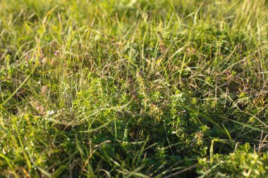 Çayırdaki kekik çiçekleri. Sonbaharda güneşli bir gün. Yüksek kalite fotoğraf