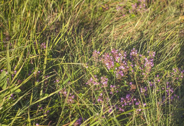 牧草地ではタイムの花 秋の晴れた日 高品質の写真 — ストック写真