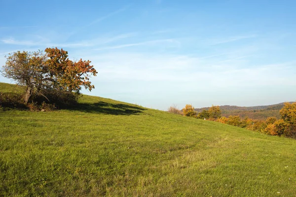 秋天阳光灿烂的一天 绿茵的草地 背景是五彩缤纷的树木 高质量的照片 — 图库照片