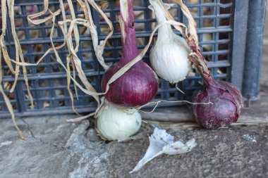 Barn 'da soğanlar kuruyor. Yüksek kalite fotoğraf