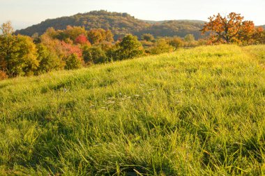 Sonbaharda güneşli bir günde yeşil çayır. Arka planda renkli ağaçlar. Yüksek kalite fotoğraf