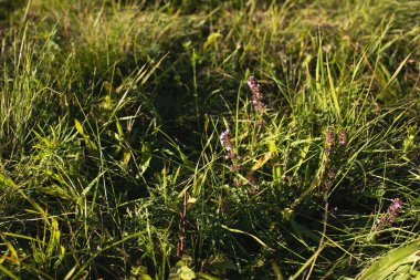 Çayırdaki kekik çiçekleri. Sonbaharda güneşli bir gün. Yüksek kalite fotoğraf