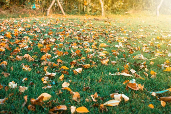 后花园的绿色草坪上有秋天的叶子 高质量的照片 — 图库照片