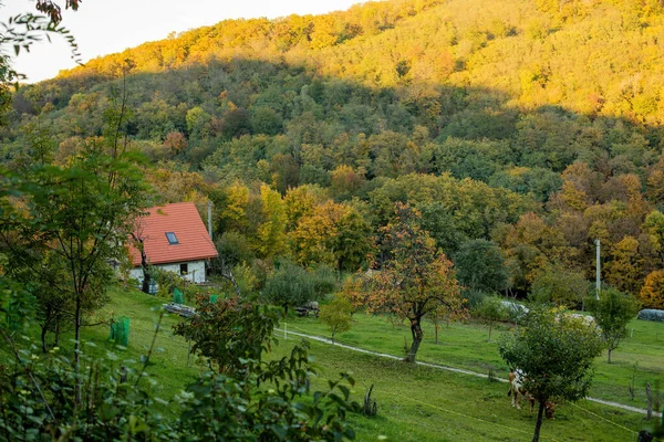 Dom Zielonej Łące Otoczony Naturą Krajobraz Wiejski Jesienią Wysokiej Jakości — Zdjęcie stockowe
