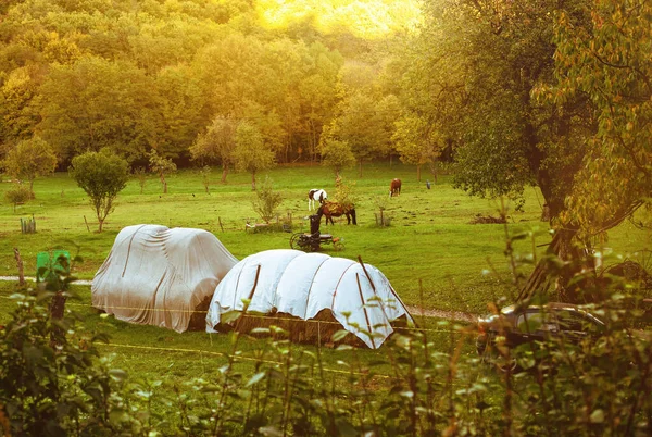 緑の畑で馬の放牧秋の季節 高品質の写真 — ストック写真