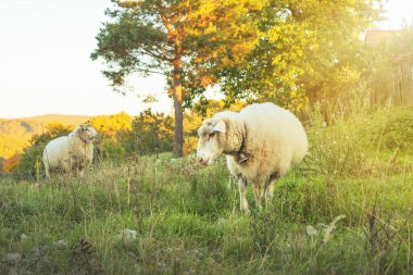 Koyun otlakları yeşil çayırda otlatıyor. Kırsal alan. Yüksek kalite fotoğraf