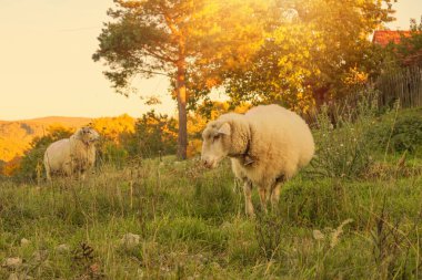 Koyun otlakları yeşil çayırda otlatıyor. Kırsal alan. Yüksek kalite fotoğraf