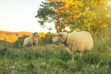 Koyun otlakları yeşil çayırda otlatıyor. Kırsal alan. Yüksek kalite fotoğraf