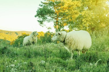 Koyun otlakları yeşil çayırda otlatıyor. Kırsal alan. Yüksek kalite fotoğraf