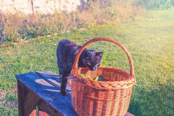 stock image Curious cat looking into wicker basket.Autumn garden in background. High quality photo