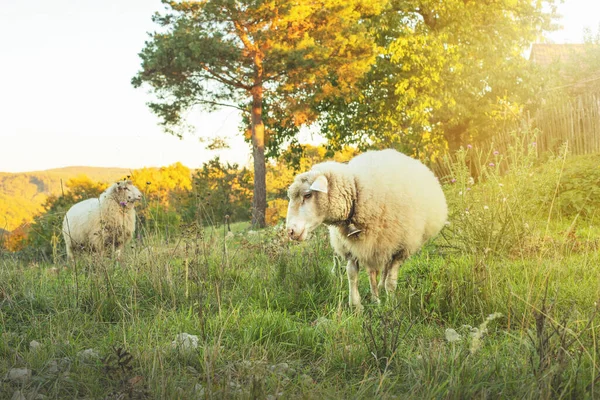 Schapen Grazen Het Gras Groene Weide Landelijk Landschap Hoge Kwaliteit — Stockfoto