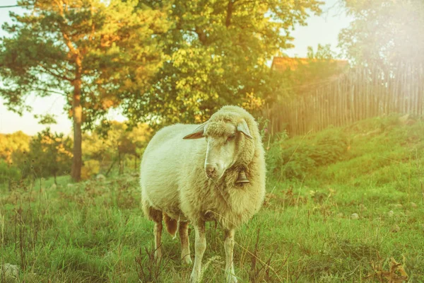 Schafe Weiden Das Gras Auf Der Grünen Wiese Hochwertiges Foto — Stockfoto