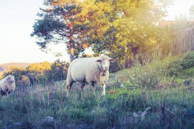 Koyun otlakları yeşil çayırda otlatıyor. Kırsal alan. Yüksek kalite fotoğraf