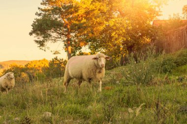 Koyun otlakları yeşil çayırda otlatıyor. Kırsal alan. Yüksek kalite fotoğraf