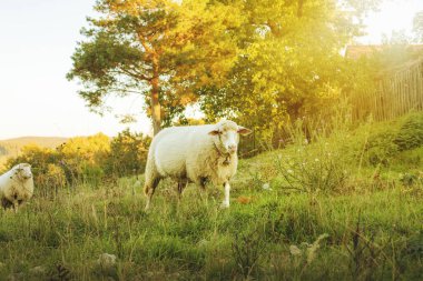Koyun otlakları yeşil çayırda otlatıyor. Kırsal alan. Yüksek kalite fotoğraf