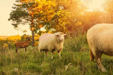 Koyun otlakları yeşil çayırda otlatıyor. Kırsal alan. Yüksek kalite fotoğraf