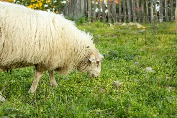 Koyun Otlakları Yeşil Çayırda Otlatıyor Kırsal Alan Yüksek Kalite Fotoğraf — Stok fotoğraf
