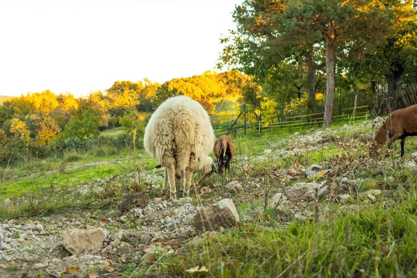 羊は緑の牧草地でグラを放牧します 高品質の写真 — ストック写真