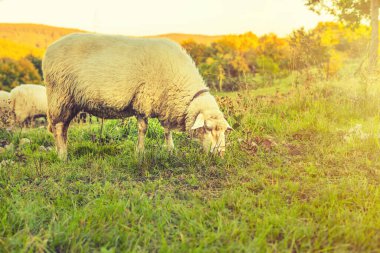 Koyun otlakları yeşil çayırda otlatıyor. Kırsal alan. Yüksek kalite fotoğraf