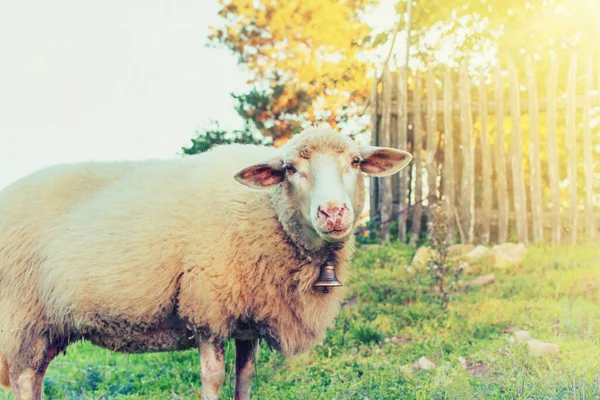 Moutons Pâturant Gras Sur Prairie Verdoyante Paysage Rural Photo Haute — Photo