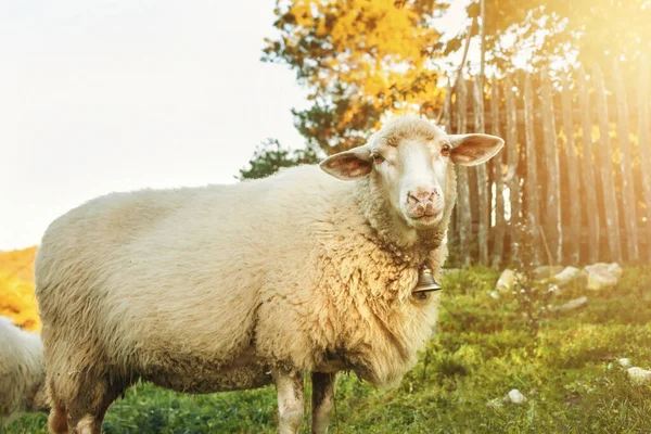 Får Betar Gräset Den Gröna Ängen Landskap Högkvalitativt Foto — Stockfoto