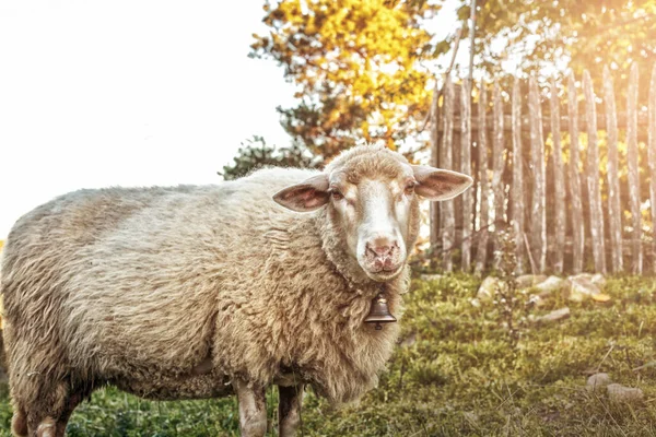 在绿色的草地上放牧的羊 乡村风景 高质量的照片 — 图库照片