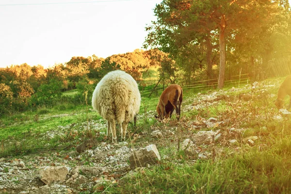 Owce Pasące Się Trawie Zielonym Łące Krajobraz Wiejski Wysokiej Jakości — Zdjęcie stockowe