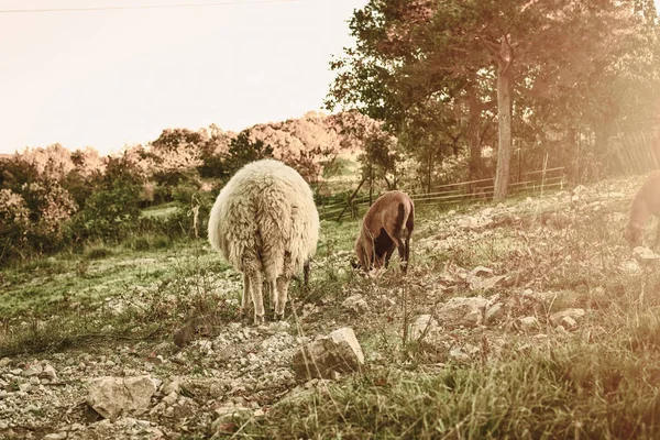 羊は緑の牧草地でグラを放牧します 高品質の写真 — ストック写真