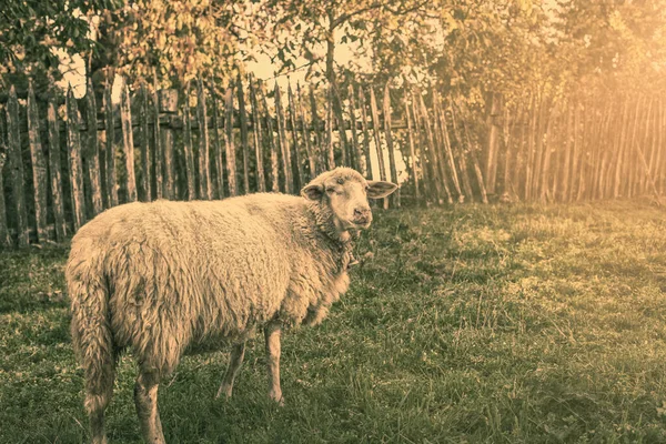 Πρόβατα Βόσκουν Γκρα Στο Πράσινο Λιβάδι Αγροτικό Τοπίο Υψηλής Ποιότητας — Φωτογραφία Αρχείου