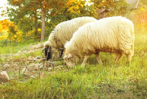 Овцы Пасутся Зеленом Лугу Сельский Пейзаж Высокое Качество Фото — стоковое фото