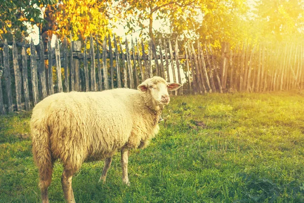 Sheep Grazing Gras Green Meadow Rural Landscape High Quality Photo — Stock Photo, Image