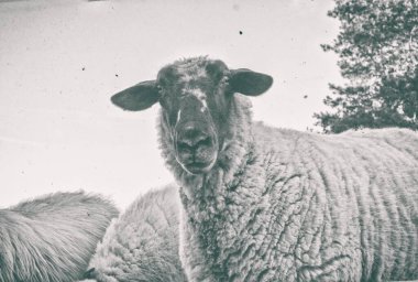 Koyun otlakları yeşil çayırda otlatıyor. Kırsal alan. Yüksek kalite fotoğraf