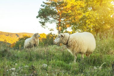 Koyun otlakları yeşil çayırda otlatıyor. Kırsal alan. Yüksek kalite fotoğraf