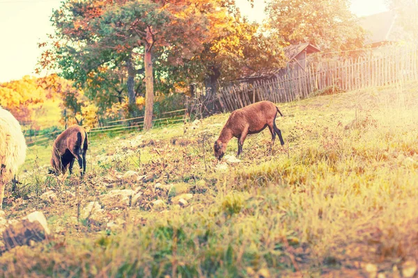 Chèvres Paissant Gras Sur Prairie Verdoyante Paysage Rural Photo Haute — Photo