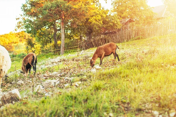 Keçiler Yeşil Çayırlarda Otluyor Kırsal Alan Yüksek Kalite Fotoğraf — Stok fotoğraf