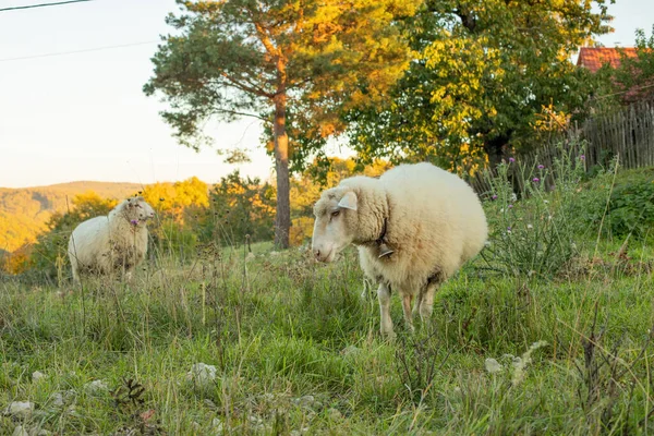 Вівці Пасуться Зеленому Лузі Високоякісна Фотографія — стокове фото