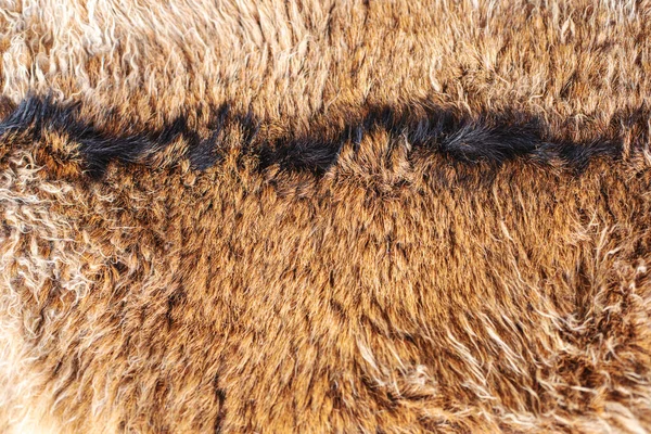 山羊毛皮结构 闭合棕色山羊毛 高质量的照片 — 图库照片