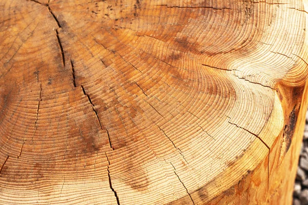 Cross Section Cut Log Wood Structure High Quality Photo — Stock Photo, Image