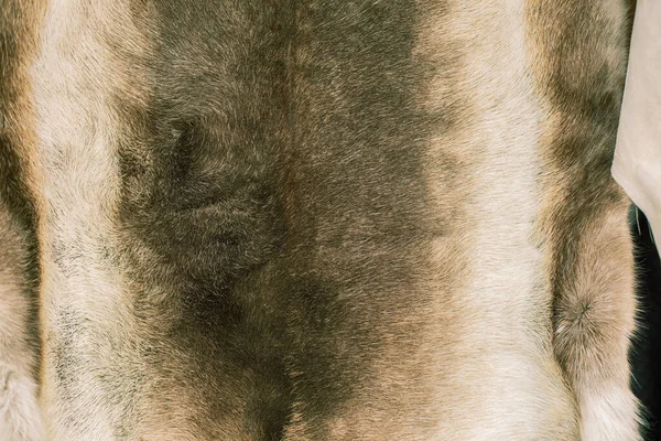 Renpäls Bakgrund Textur Animal Hud Hög Kvalitet Foto — Stockfoto
