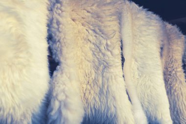 Koyun derisi yapıları. Koyun kürküne yakın. Yüksek kalite fotoğraf